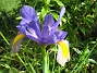 Iris  
  
2008-06-20 Bild 055