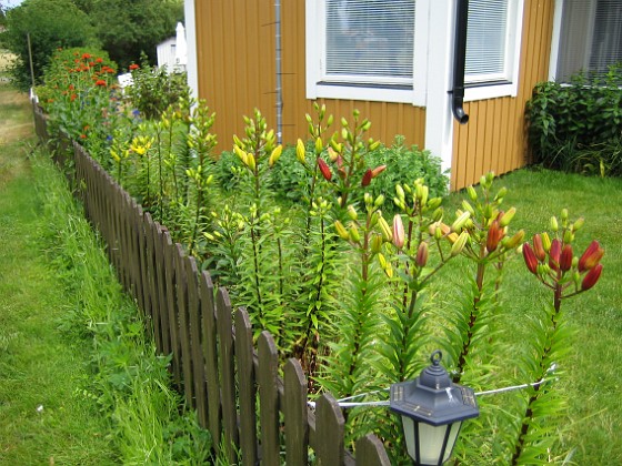 Lliljor  
  
2008-06-29 Bild 004  
Granudden  
Färjestaden  
Öland