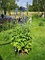  (2008-06-29 Bild 021)