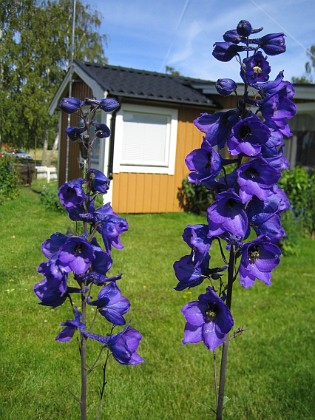 Riddarsporre  
  
2008-07-01 Bild 044  
Granudden  
Färjestaden  
Öland