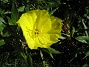 Nattljus  
  
2008-07-02 Bild 004