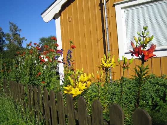 Liljor  
Samma som föregående, men nu med några Liljor i förgrunden. Jag vet inte om det framgår av bilden, men det blåste en hel del.  
2008-07-04 Bild 007  
Granudden  
Färjestaden  
Öland