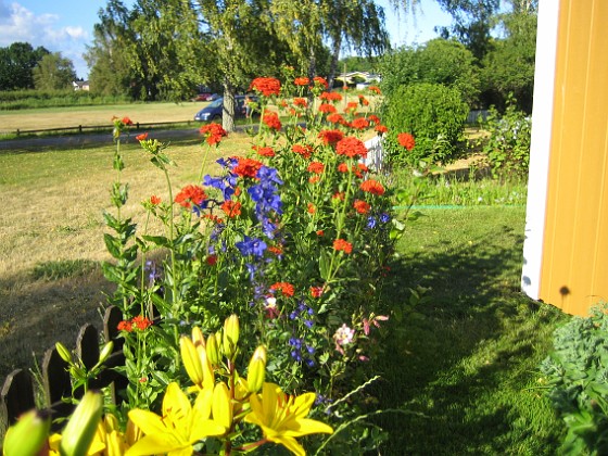 Studentnejlika  
En blandning av Gult, Blått och Rött.  
2008-07-04 Bild 025  
Granudden  
Färjestaden  
Öland