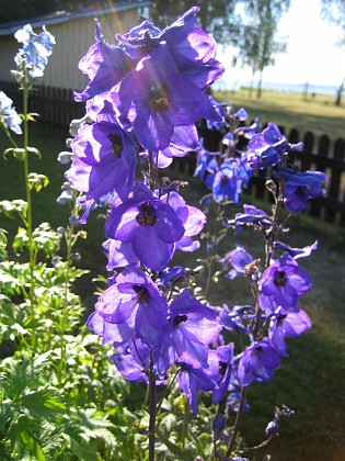 Riddarsporre  
Solen lyser igenom blommorna!  
2008-07-04 Bild 032  
Granudden  
Färjestaden  
Öland