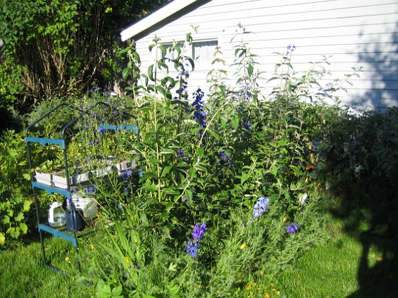 Bild 044 
Uteplatsen. Här finns Buddleja och en massa Riddarsporrar.