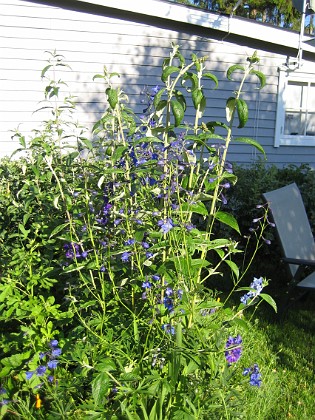 Uteplatsen sedd från framsidan. Denna förgrenade Riddarsporre heter Delphinium Bellamossum 'Belladonna'.  
2008-07-04 Bild 045  
Granudden  
Färjestaden  
Öland