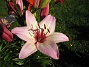 En orientalisk Lilja i närbild. Denna blir vackrare ju lägre solen står. (2008-07-04 Bild 008)