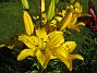 De gula liljorna lyser som solar. (2008-07-04 Bild 010)