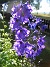 Solen lyser igenom blommorna! (2008-07-04 Bild 032)