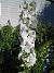 En vit Riddarsporre vid Körsbärsträdet. (2008-07-04 Bild 048)