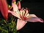  (2008-07-04 Bild 078)