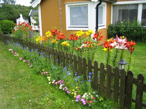 Liljor  
  
2008-07-12 Bild 003  
Granudden  
Färjestaden  
Öland