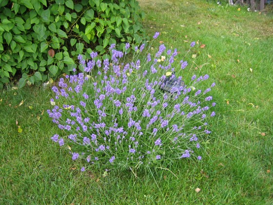 Lavendel 
