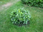 Hortensia  
  
2008-07-12 Bild 073