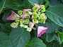 Hortensia  
  
2008-07-12 Bild 095