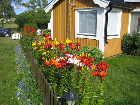 Liljor  
  
2008-07-16 Bild 011  
Granudden  
Färjestaden  
Öland