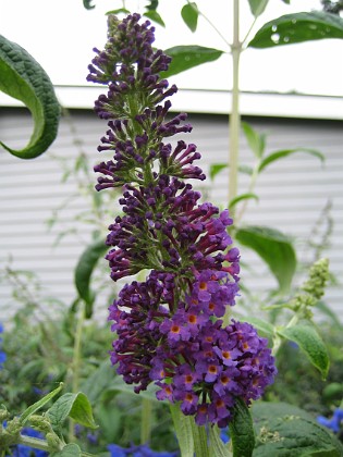 Fjärilsbuske  
Min Buddleja börjar blomma. Doften går dessvärre inte att förmedla här!  
2008-07-16 Bild 028  
Granudden  
Färjestaden  
Öland