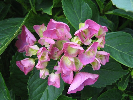 Hortensia 
