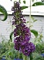 Fjärilsbuske  
Min Buddleja börjar blomma. Doften går dessvärre inte att förmedla här!  
2008-07-16 Bild 028