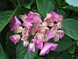 Hortensia  
  
2008-07-16 Bild 082