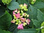 Hortensia