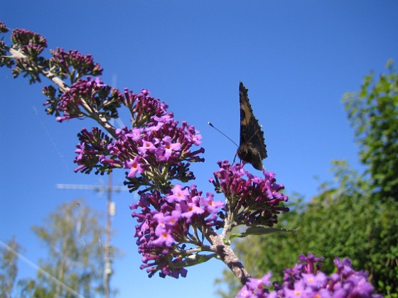 BUddleja { Observera fjärilen! } 