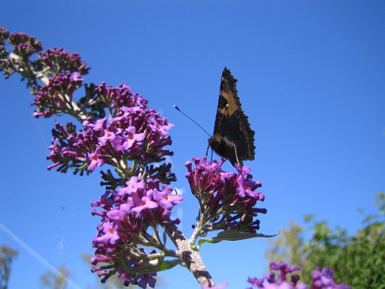 Buddleia { Observera fjärilen! } 