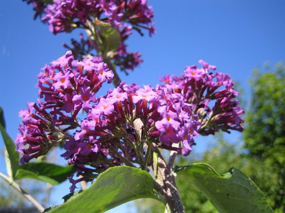 Buddleja {  } 