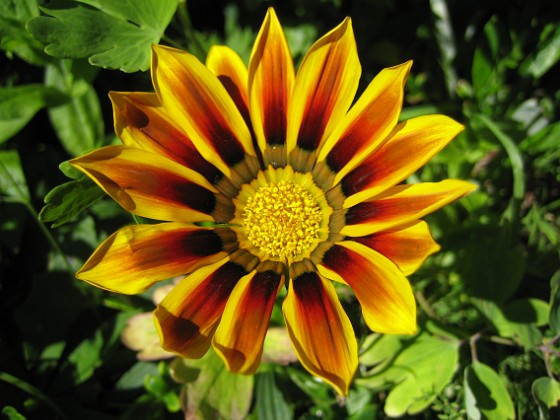 Gazania 
