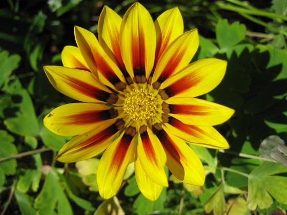 Gazania