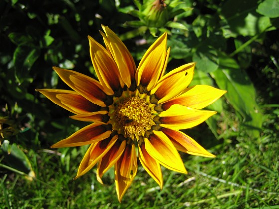 Gazania {  } 