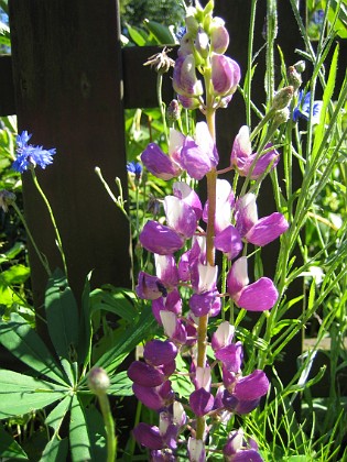 Lupin  
  
2008-07-24 Bild 080  
Granudden  
Färjestaden  
Öland