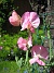  (2008-07-24 Bild 038)