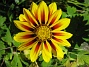 Gazania  
  
2008-07-24 Bild 076