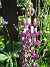 Lupin  
  
2008-07-24 Bild 080