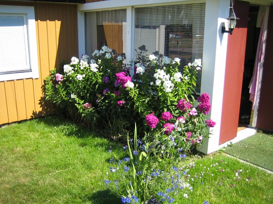 Höstflox  
Mina Höstflox har redan börjat blomma. De doftar underbart.  
2008-07-28 Bild 001  
Granudden  
Färjestaden  
Öland