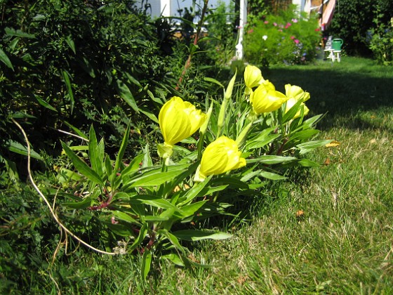 Nattljus 
Gult, storblommigt Nattljus.