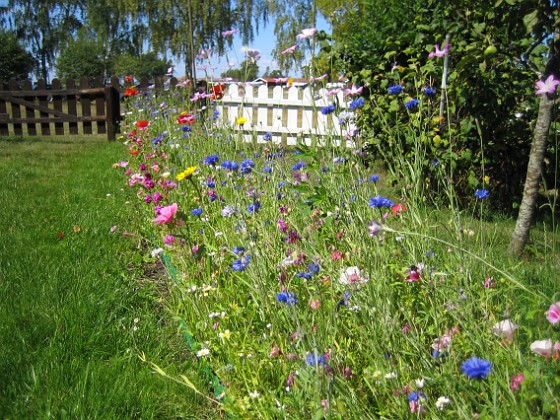 Sommarblommor 
Mitt försök att skapa en egen liten sommaräng.