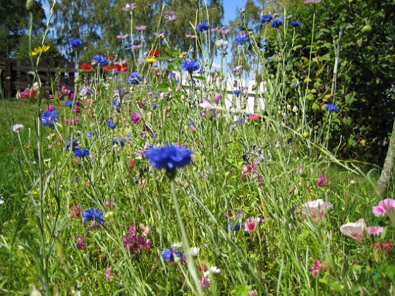 Sommarblommor 
Mitt försök att skapa en egen liten sommaräng.