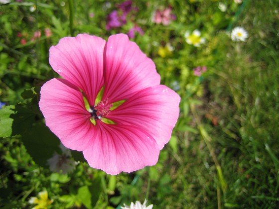 Sommarblomma 
Jag vet inte vad denna blomma heter.