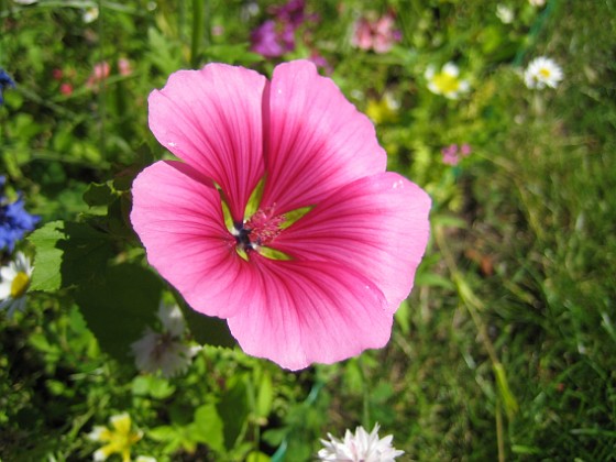 Sommarblomma  
Jag vet inte vad denna blomma heter.  
2008-07-28 Bild 017  
Granudden  
Färjestaden  
Öland