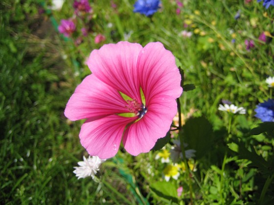 Sommarblomma  
Jag vet inte vad denna blomma heter.  
2008-07-28 Bild 018  
Granudden  
Färjestaden  
Öland