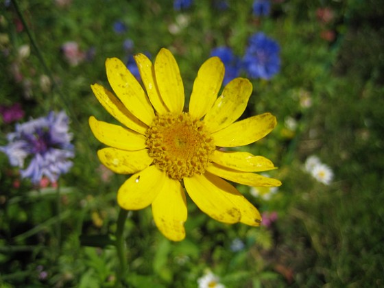 Sommarblomma  
Jag vet inte vad denna blomma heter.  
2008-07-28 Bild 020  
Granudden  
Färjestaden  
Öland