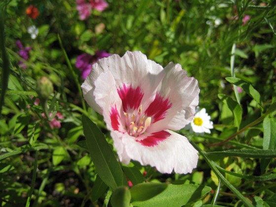 Sommarblomma 
Jag vet inte vad denna blomma heter.