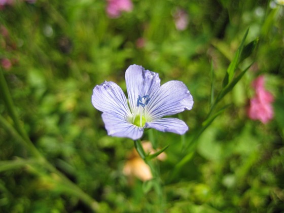Denna blåa lilla blomma är verkligen vacker.  
2008-07-28 Bild 034  
Granudden  
Färjestaden  
Öland