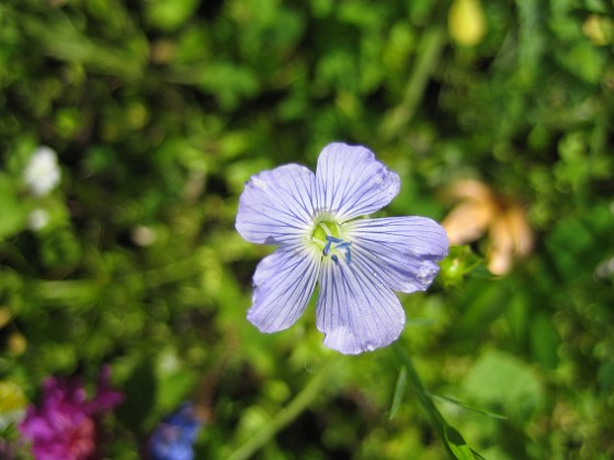 Bild 035 
Denna blåa lilla blomma är verkligen vacker.