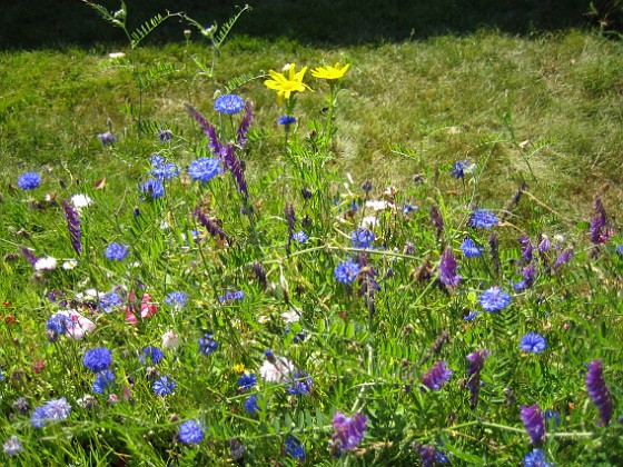 Sommarblommor  
  
2008-07-28 Bild 042  
Granudden  
Färjestaden  
Öland