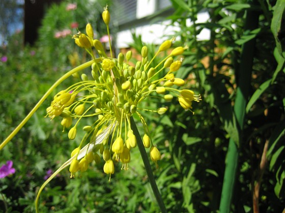 Allium 
Fyrverkeri (Bakker)