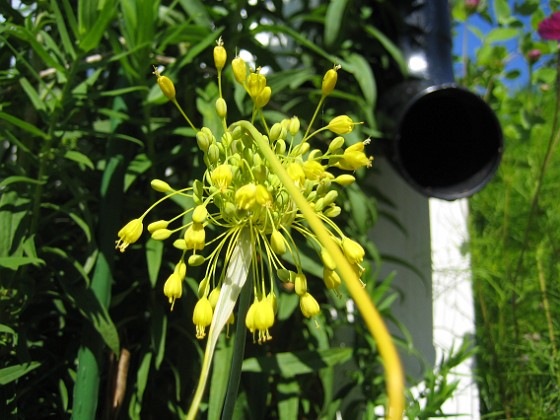 Allium 
Fyrverkeri (Bakker)