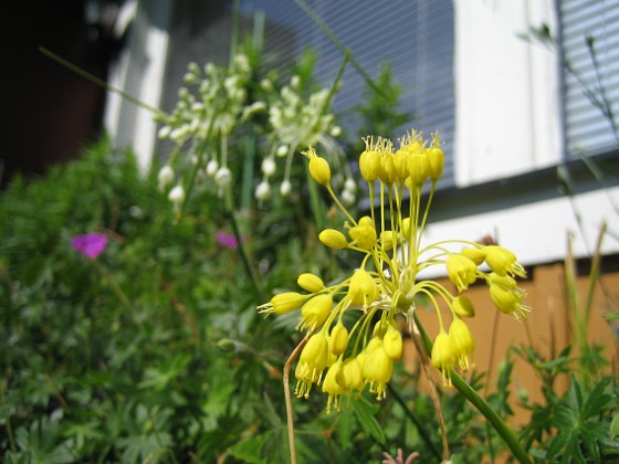 Allium 
Fyrverkeri (Bakker)